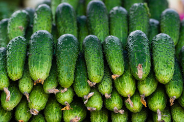 Green cucumber. Beautiful fresh green cucumbers. A bunch of cucumbers are for sale in the local market.