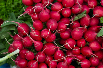 Freshly harvested, purple colorful radish. Growing radish. Growing vegetables.