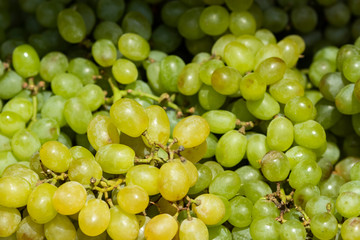 Yellow ripe grapes close-up. Fresh grapes. Bunches of grape berries.