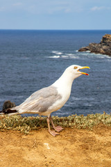 Goéland cendré en front de mer