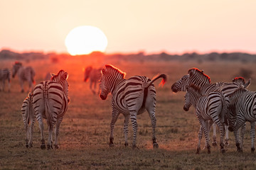 Obraz na płótnie Canvas Zebra at Sunrise2