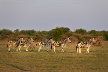 Zebra at Attention3