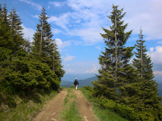 Fototapeta na wymiar Road in the Carpathian forest, Ukraine