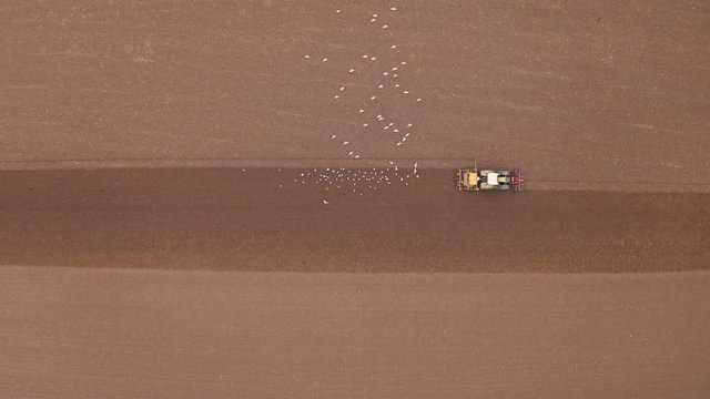 lock of seagulls following a tractor on farmland