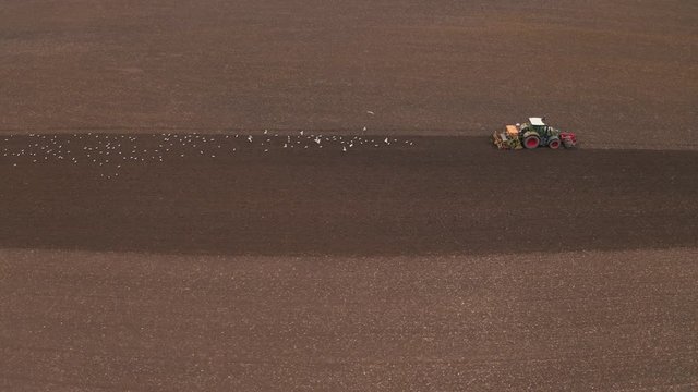 lock of seagulls following a tractor on farmland