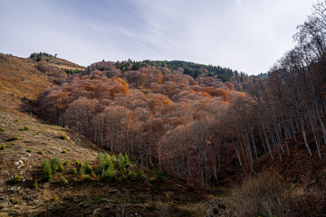 Colorful trees in the mountains looking like candy and cotton