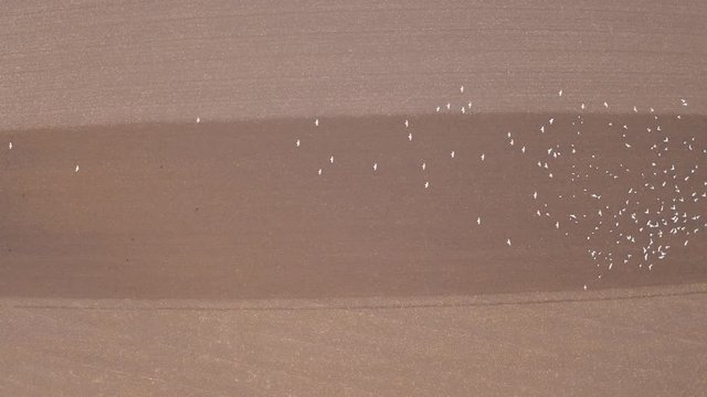 lock of seagulls following a tractor on farmland