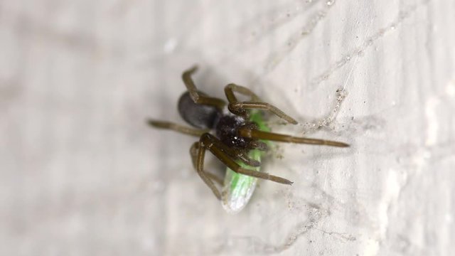 A leafhopper (Empoasca kraemeri) tries in vain to escape from a Southern Crevice Spider (Kukulcania hibernalis).