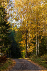 Fototapeta premium Gravel road leading into a forest with yellow birch trees and pine trees during autumn inside a Swedish forest. 