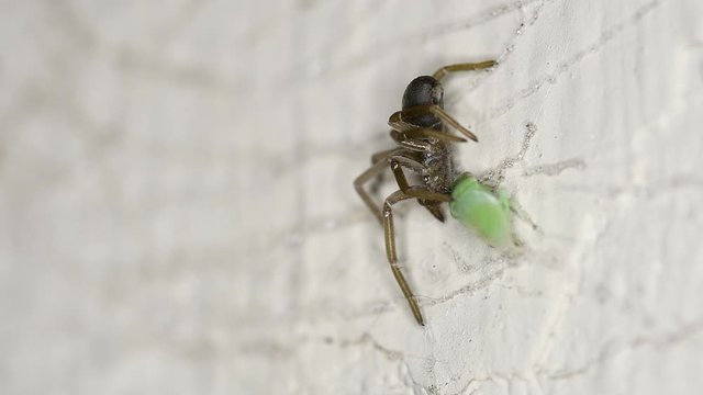 A leafhopper (Empoasca kraemeri) tries in vain to escape from a Southern Crevice Spider (Kukulcania hibernalis).