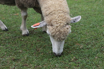 A sheep eating grass in Rokko Park