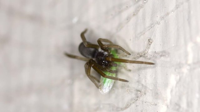 A leafhopper (Empoasca kraemeri) tries in vain to escape from a Southern Crevice Spider (Kukulcania hibernalis).