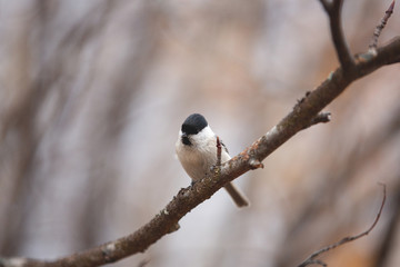 Image of tiny marsh tit bird sitting on the branch in the forest.