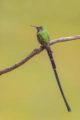 Black-tailed Trainbearer - Lesbia victoriae, beautiful long tailed hummingbird from Andean slopes...