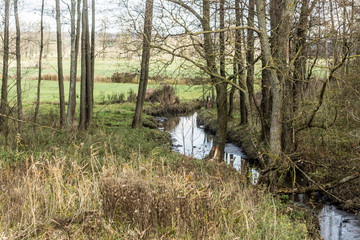 Late autumn. A small stream flows among the fields. Trees and bushes along the banks. Bulrush in the foreground. Podlasie, Poland.