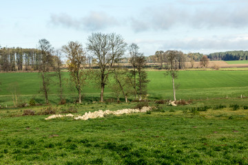 Fototapeta premium Late autumn. Green grass on a pasture for cows. Trees and forest in the background. Podlasie, Poland.