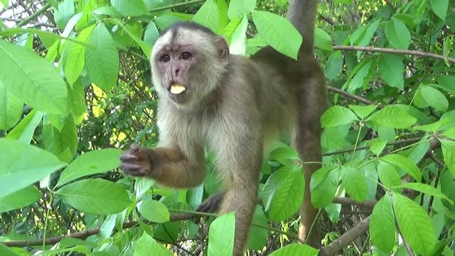 White-fronted capuchin in the Amazon forest.