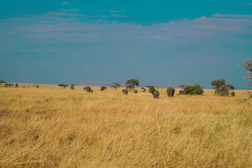 Fototapeta na wymiar Many African elephants in the savannah are searching for food.
