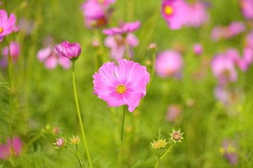 pink cosmos blooming pink colour  flower background .cosmos flower design for illustration and presentation .spring season in holiday to fresh and natural color blossom  cosmos flower field.