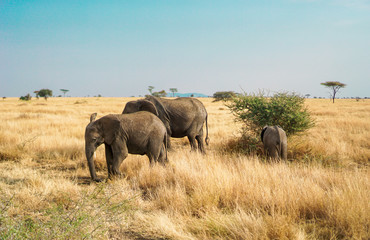Many African elephants in the savannah are searching for food.