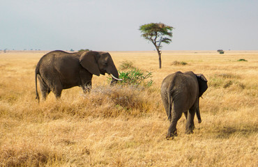 Obraz premium Many African elephants in the savannah are searching for food.