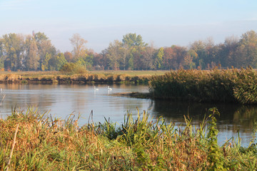 Fototapeta na wymiar Zarośla nad rzeką Warta