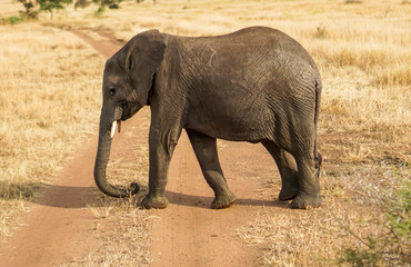 Naklejka premium Many African elephants in the savannah are searching for food.