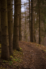 Path in the autumn forest