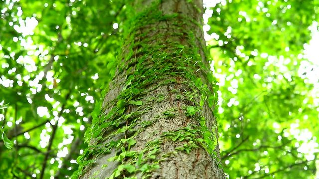 a parasitic vine wrapped around a tree To rely on water and sunlight for living, The concept of life depends on each other1