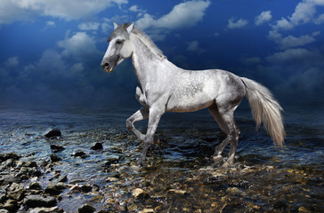 Obraz na płótnie Canvas white horse gallops on water