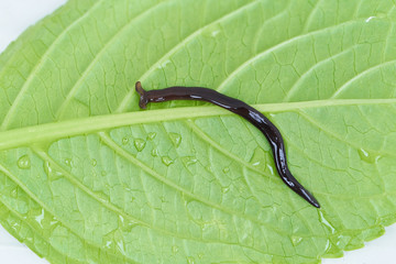 クロイロコウガイビル