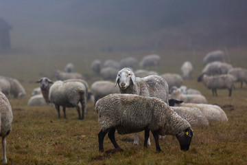 Schafherde im Nebel auf der Weide im Wald von Jonsdorf in Sachsen