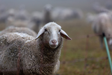 Schafherde im Nebel auf der Weide im Wald von Jonsdorf in Sachsen