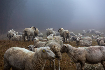 Schafherde im Nebel auf der Weide im Wald von Jonsdorf in Sachsen - obrazy, fototapety, plakaty