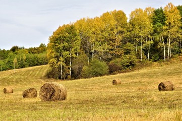 hay bales in a field