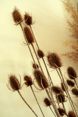 Cropped image of decorative dried plant branches