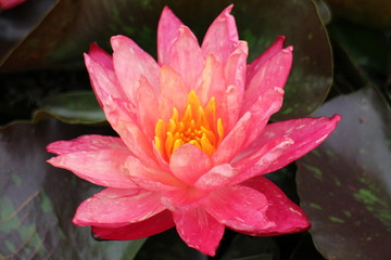A lotus flower in Kyoto Botanical Gardens