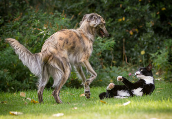 Wie Hund und Katze