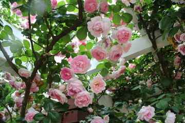 Roses in Rose Garden in Kyoto, Japan