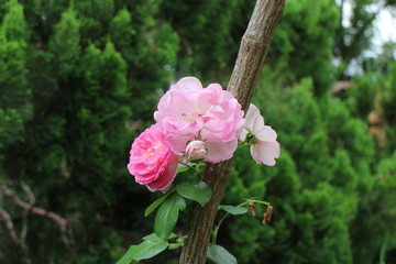 Pink roses on a tree in Kyoto