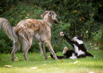 Wie Hund und Katze