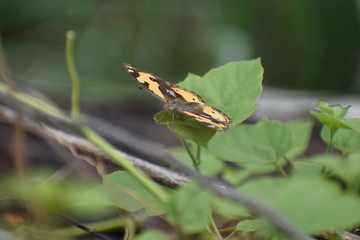 Butterfly on green grass