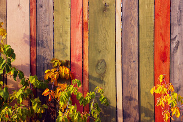 Colorful wooden fence and plant. Wooden texture background. Abstract texture background.