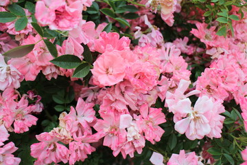 Pink flowers in rose garden in Kyoto