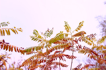 Blurred image of coloful leaves. Abstract nature background. Cropped sot of a tree, blurry background. Nature, forests concept.