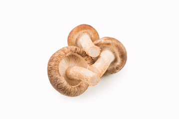 Shitake mushroom isolated on white.