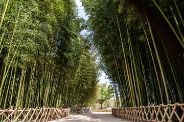 The famous tourist destination, Bamboo forest in Ulsan, South Korea