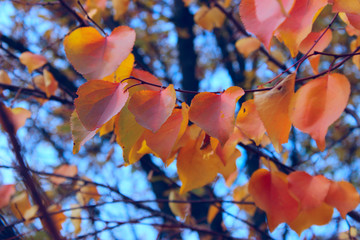 Blurred image of coloful leaves. Abstract nature background. Cropped sot of a tree, blurry background.