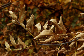 Abstract nature background.  Dry leaves, nature background. Abstract nature backdrop.