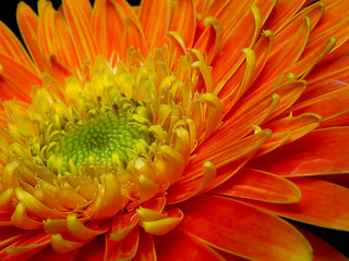 Close up of orange gerbera flowers